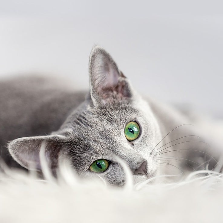 Ever Clean grey cat with green eyes lying on the white carpet