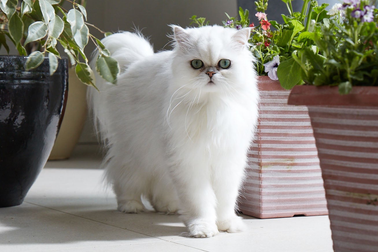 Buy Ever Clean Cat Litter Store Locator Everclean EU