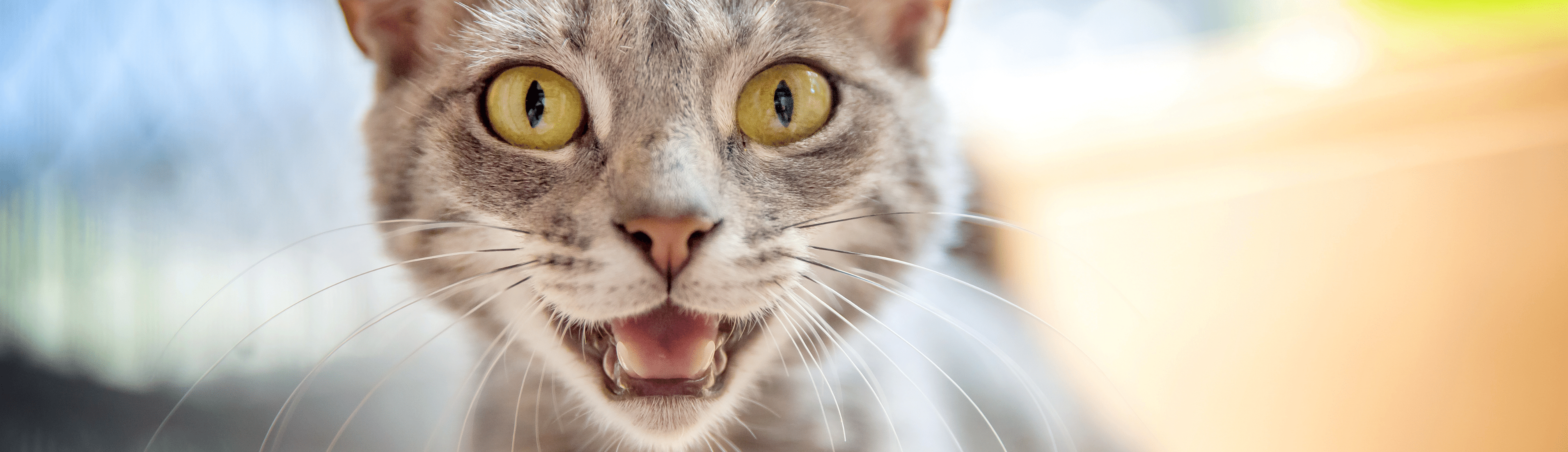 Help my cat’s litter tray is smelly! How to keep it fresh. Ever