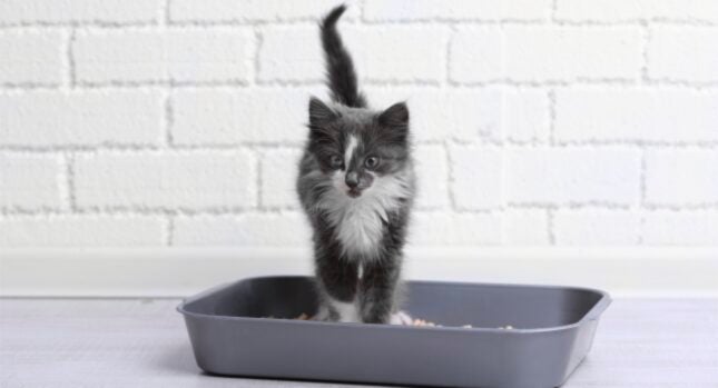 Litter Box Training Your New Kitten