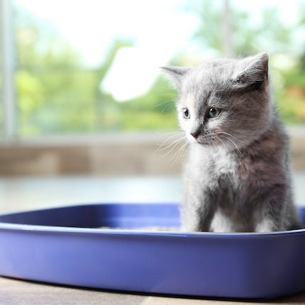 kitten in litter box