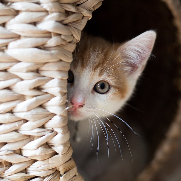 Kitten hiding