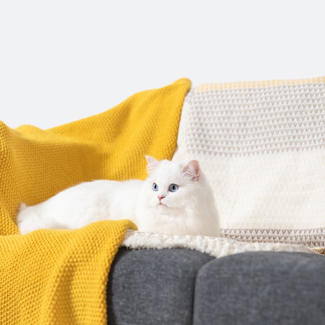 White cat on sofa