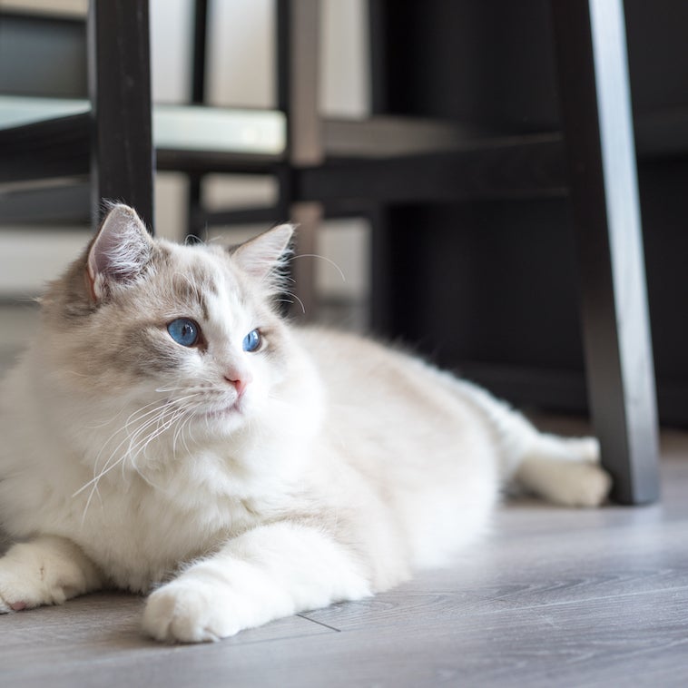 Cat under table