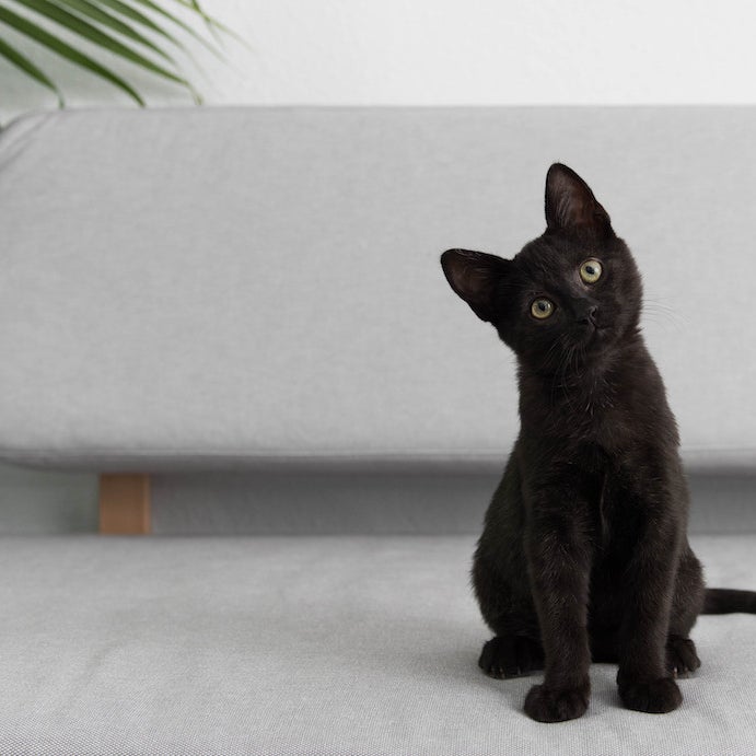 Black cat on sofa