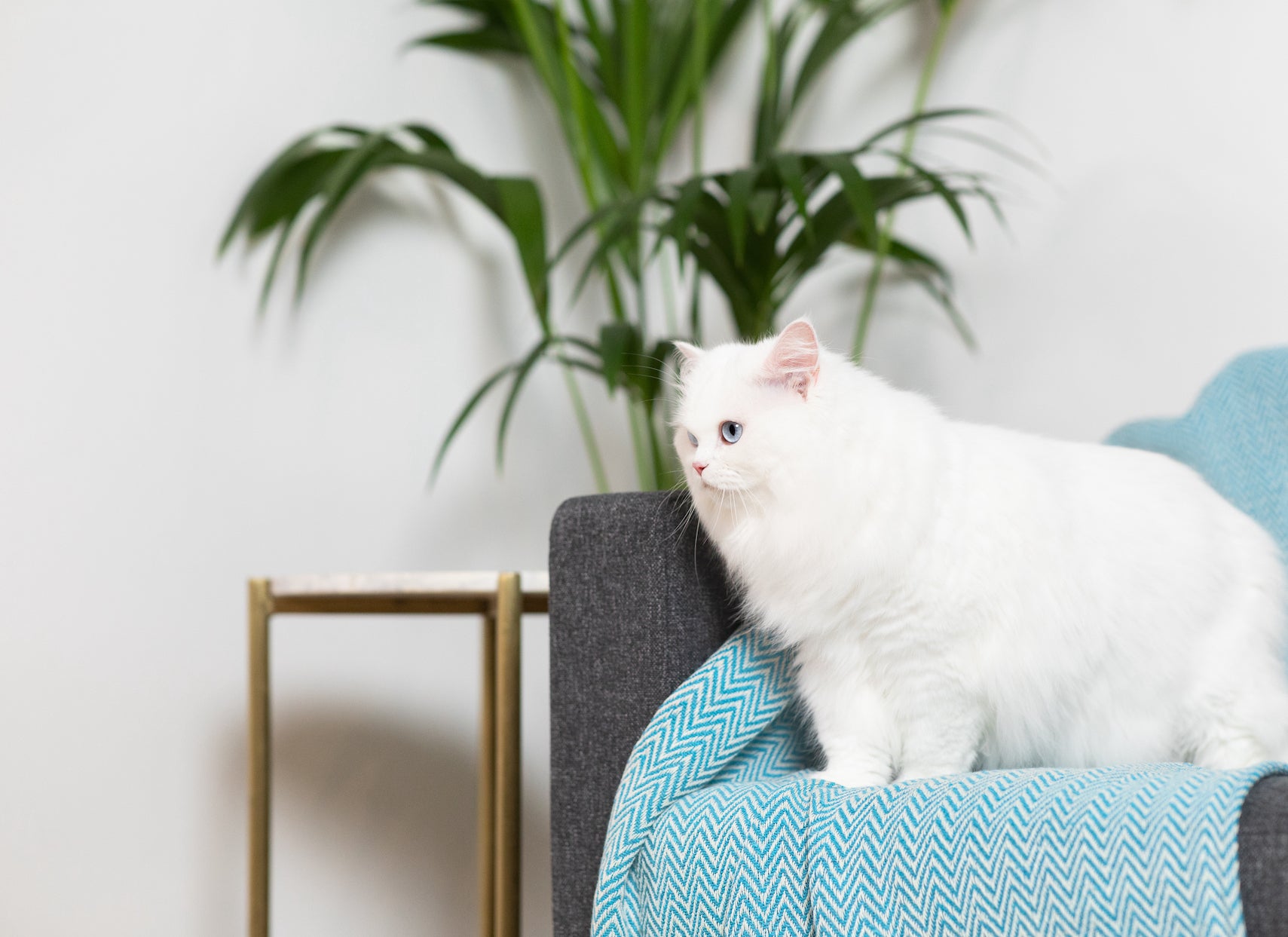 Cat Care Ever Clean UK